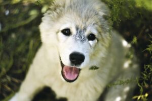 プールでの脱毛は男性にとって必要なのか？