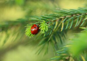 春の施術後にもみあげデザインはどう決める？