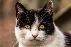 春におすすめのヒゲ形を残すデザイン脱毛メンズは？