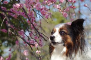 春の施術後に冷やす正しいやり方はメンズにとって重要ですか？